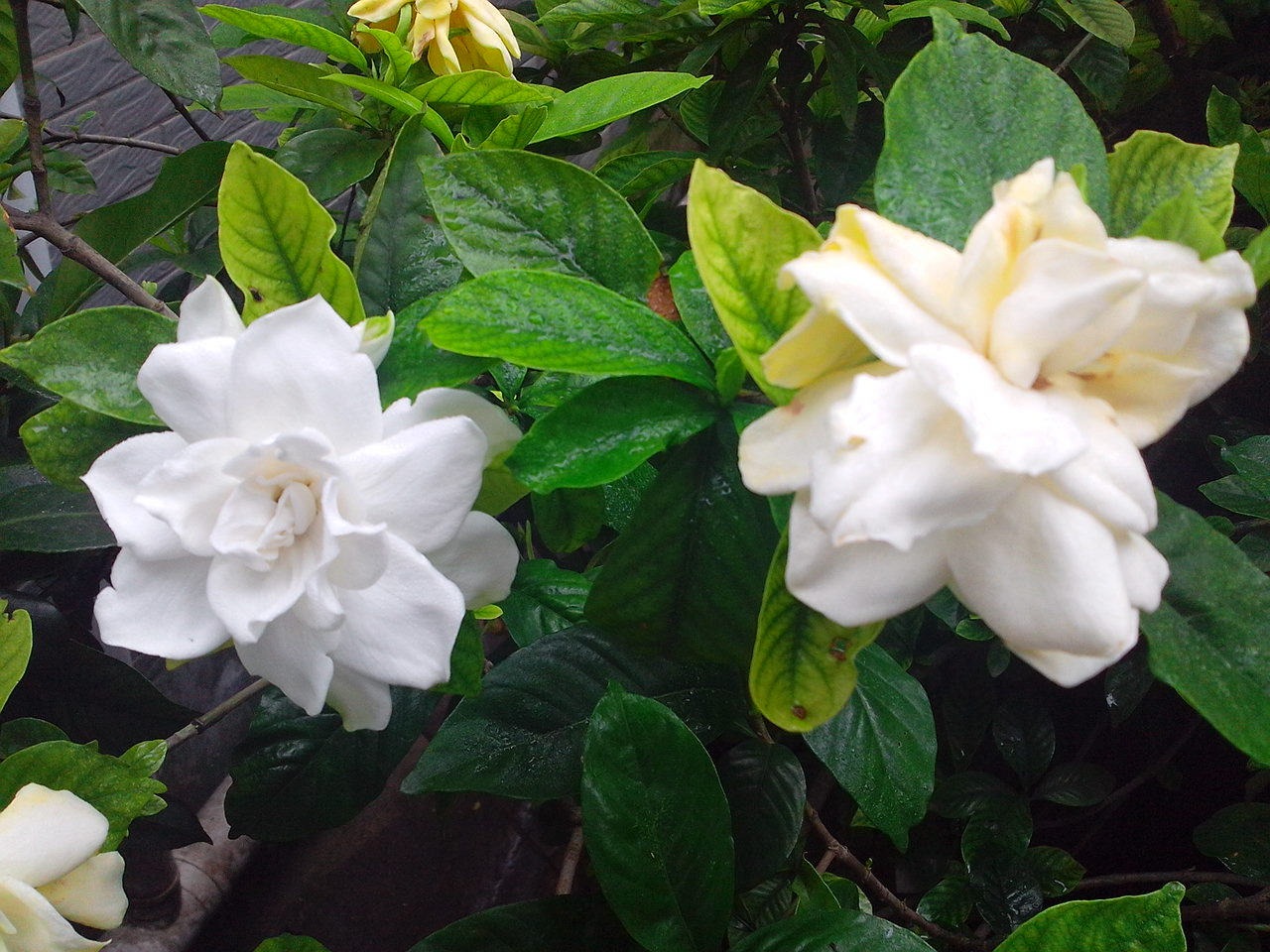 IMG_20130622_101558.jpg