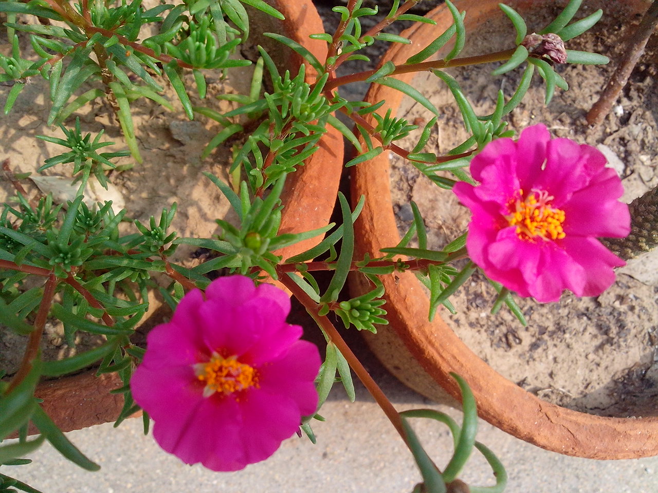 IMG_20130707_100015.jpg
